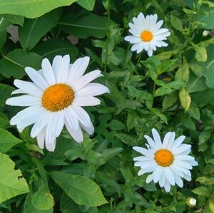 Get it before I pack